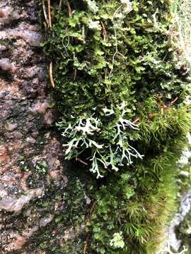 Image of Brownish monk's-hood lichen