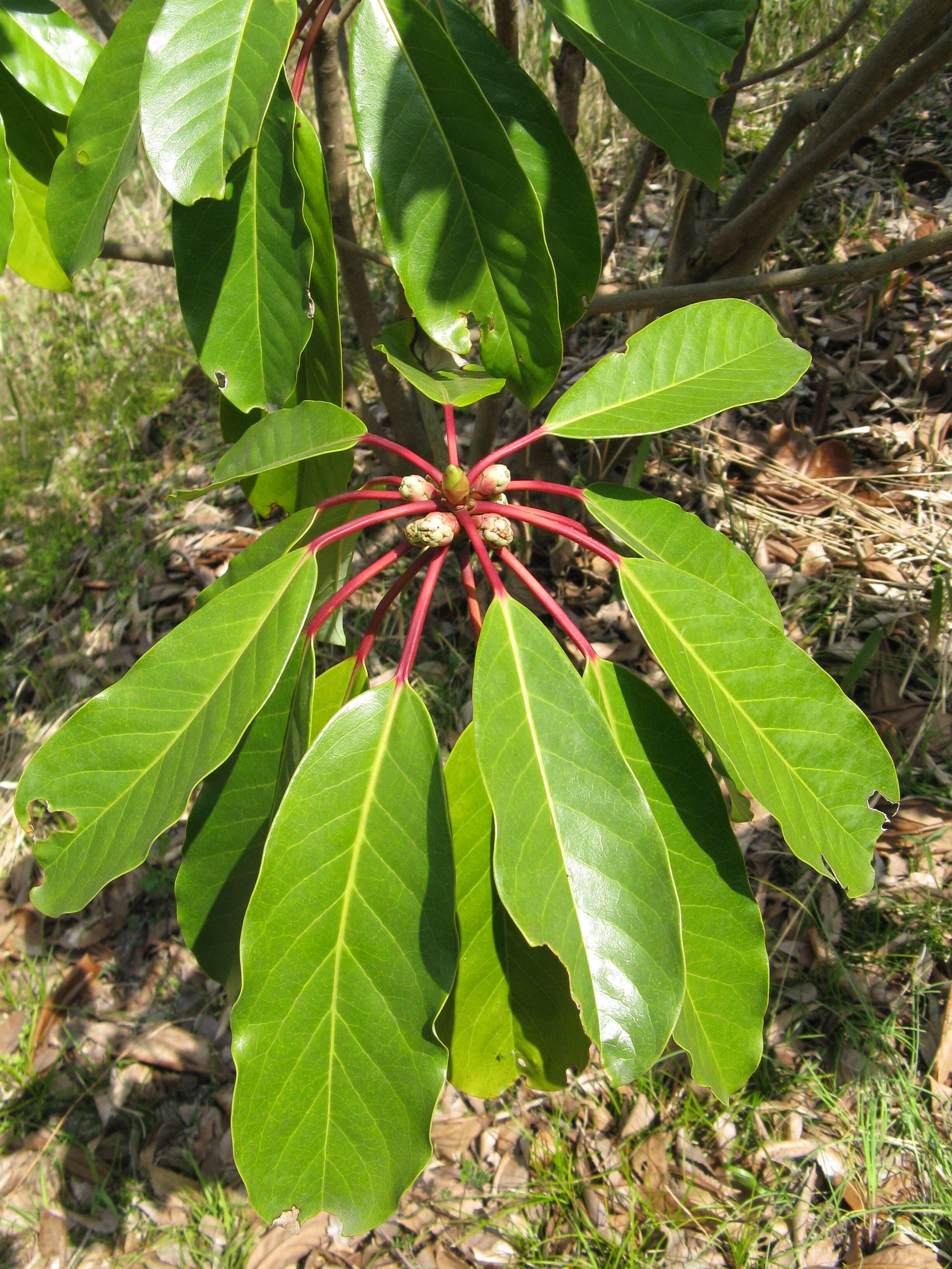 Image de Daphniphyllum macropodum Miq.