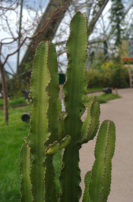 Imagem de Euphorbia ingens E. Mey. ex Boiss.