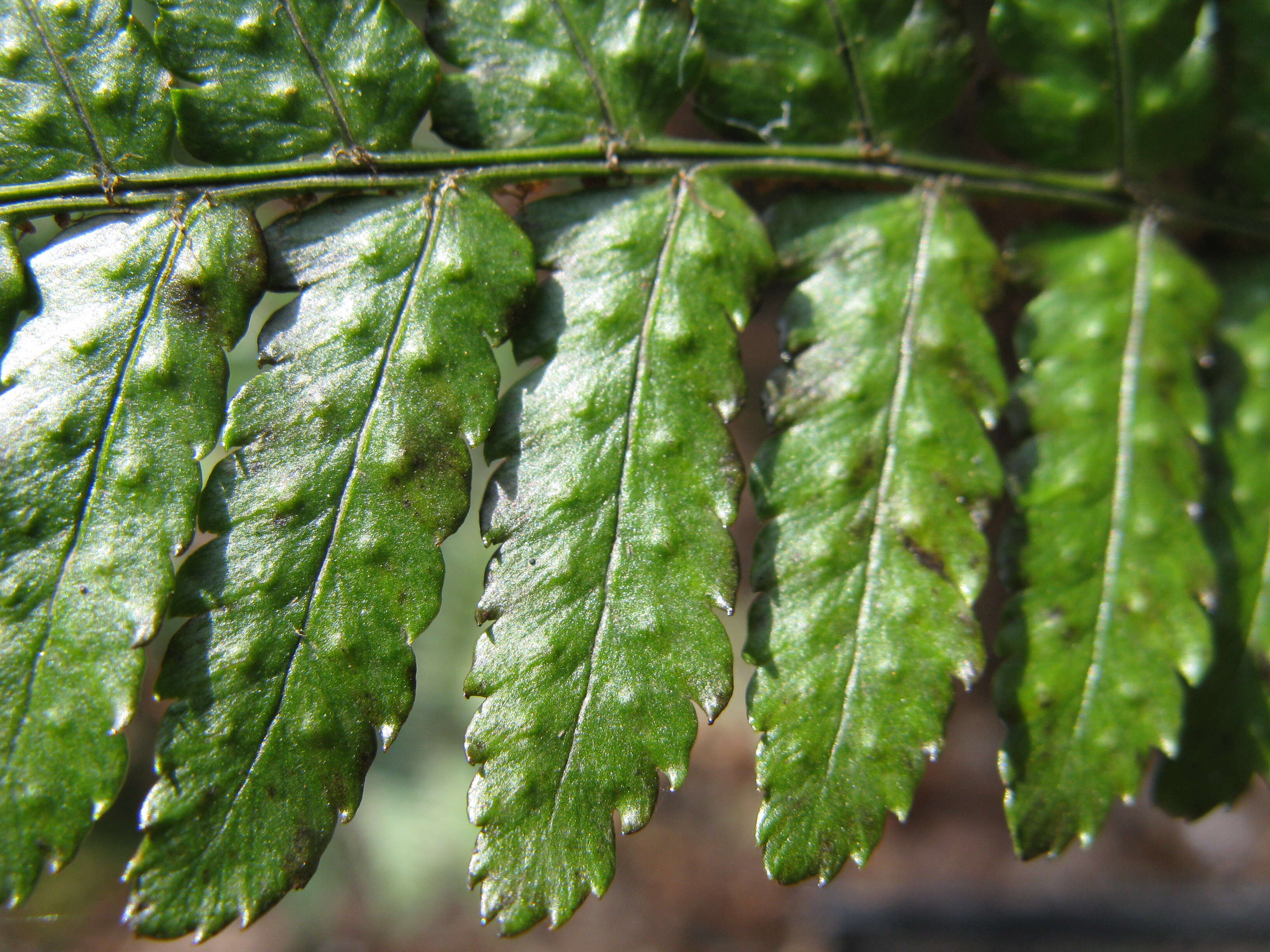 Image de Dryopteris erythrosora (D. C. Eat.) O. Kuntze