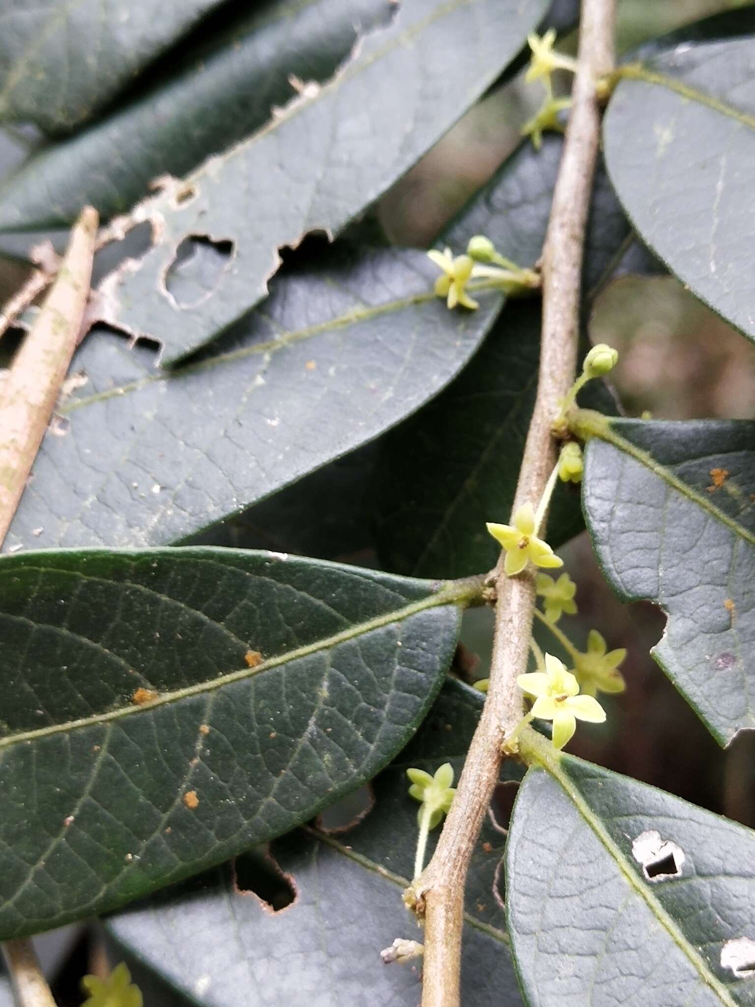 Слика од Phyllanthus meghalayensis Chakrab. & N. P. Balakr.