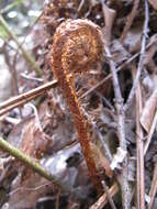 Image de Dryopteris erythrosora (D. C. Eat.) O. Kuntze