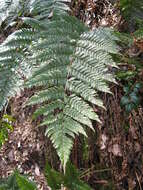 Image of Autumn fern