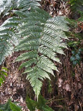 Image de Dryopteris erythrosora (D. C. Eat.) O. Kuntze