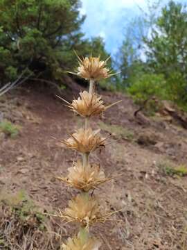 Image of Morina persica L.