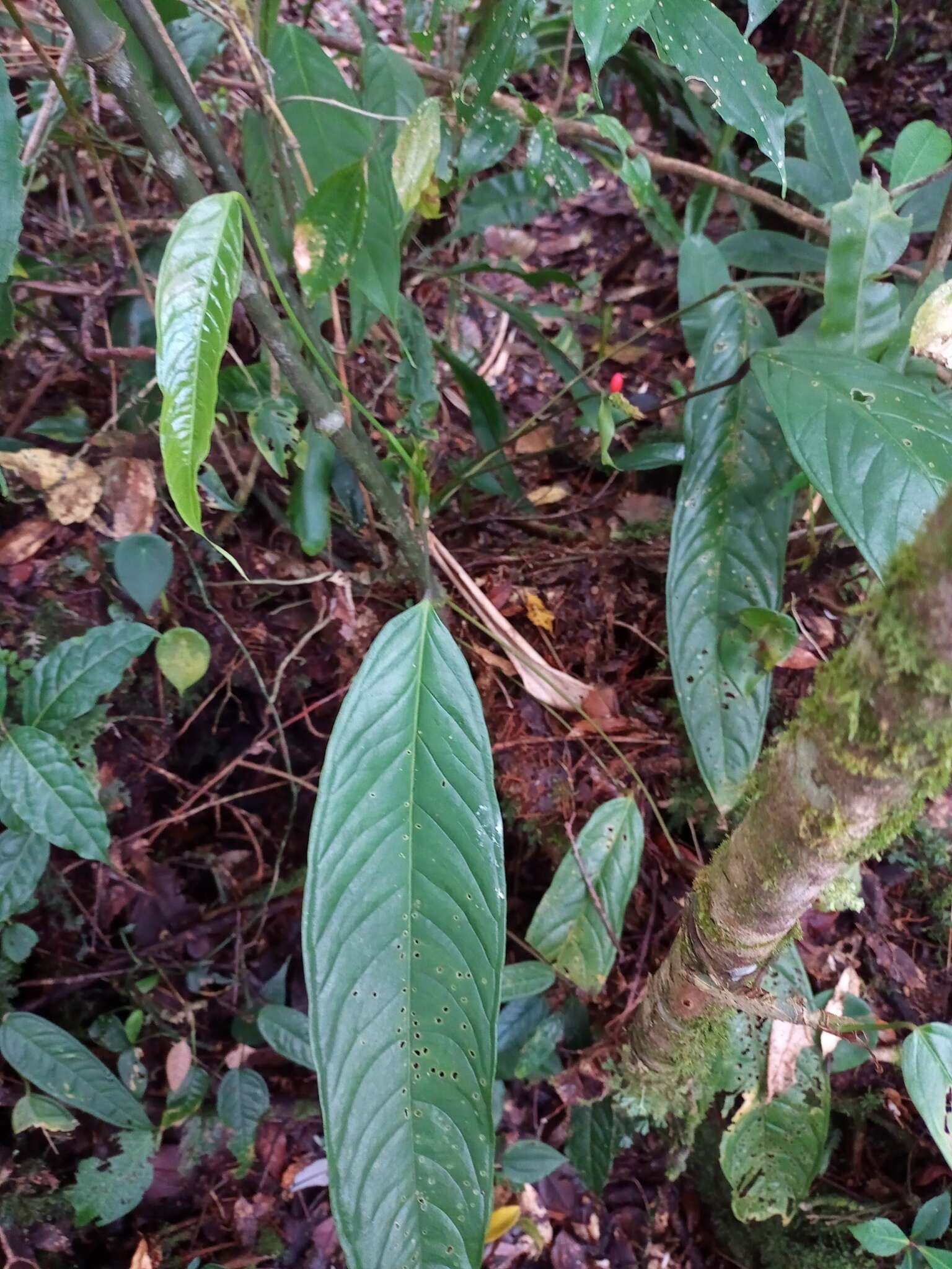 Image of Anthurium testaceum Croat & R. A. Baker