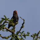 Image of Red-faced Barbet