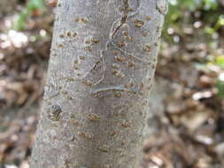 Image of Toringa crab apple