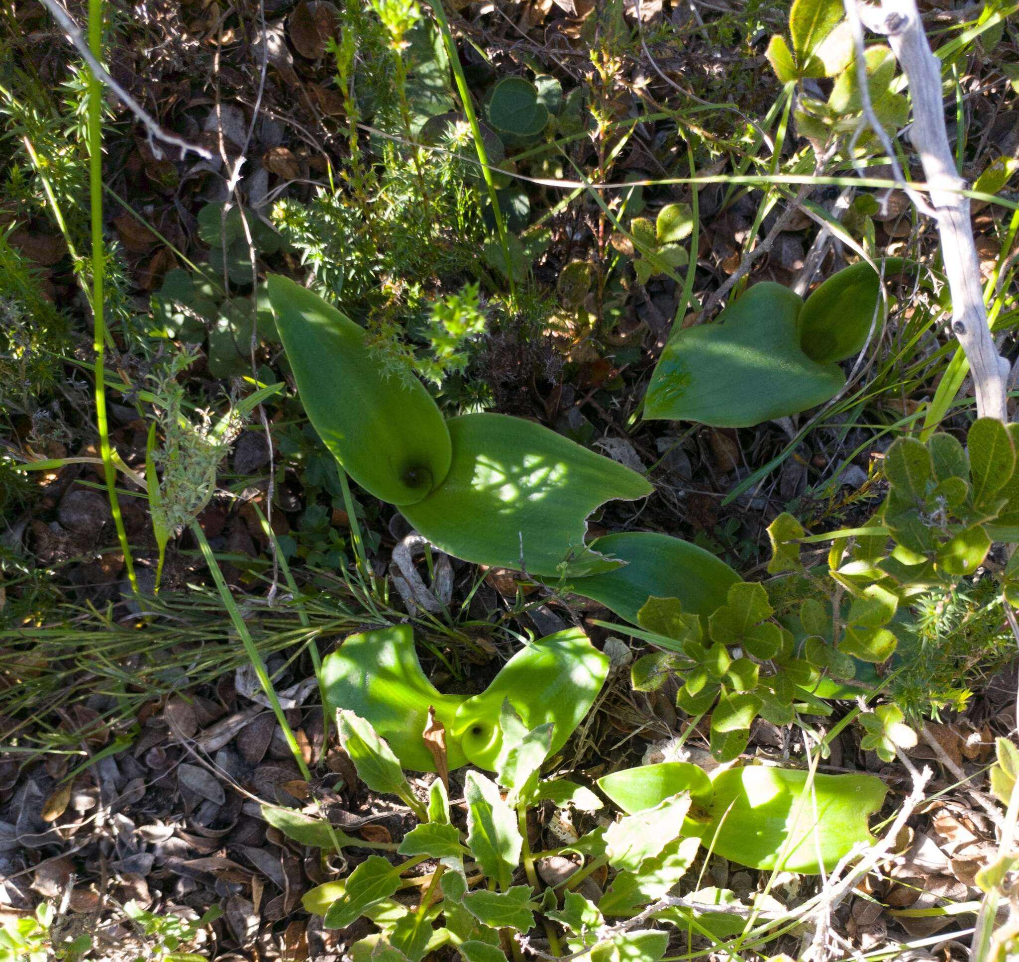 Image de Satyrium odorum Sond.