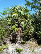 Image of white thatch palm