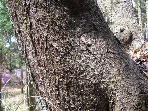 Imagem de Prunus leveilleana Koehne