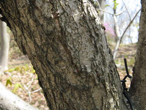 Image of Quercus mongolica subsp. crispula (Blume) Menitsky