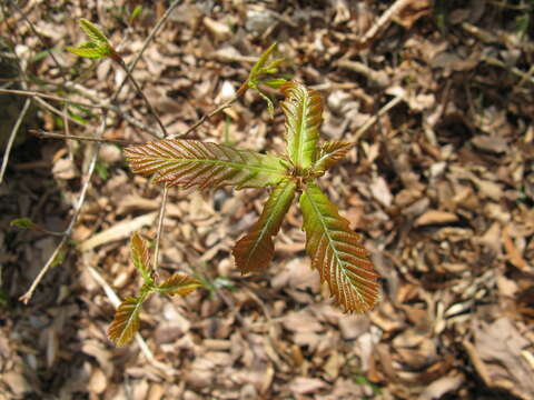 صورة Quercus mongolica subsp. crispula (Blume) Menitsky