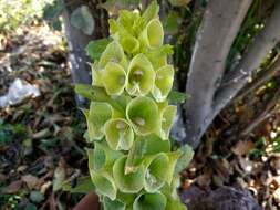 Image of moluccella