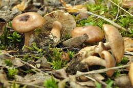 Image of Tricholoma populinum J. E. Lange 1933