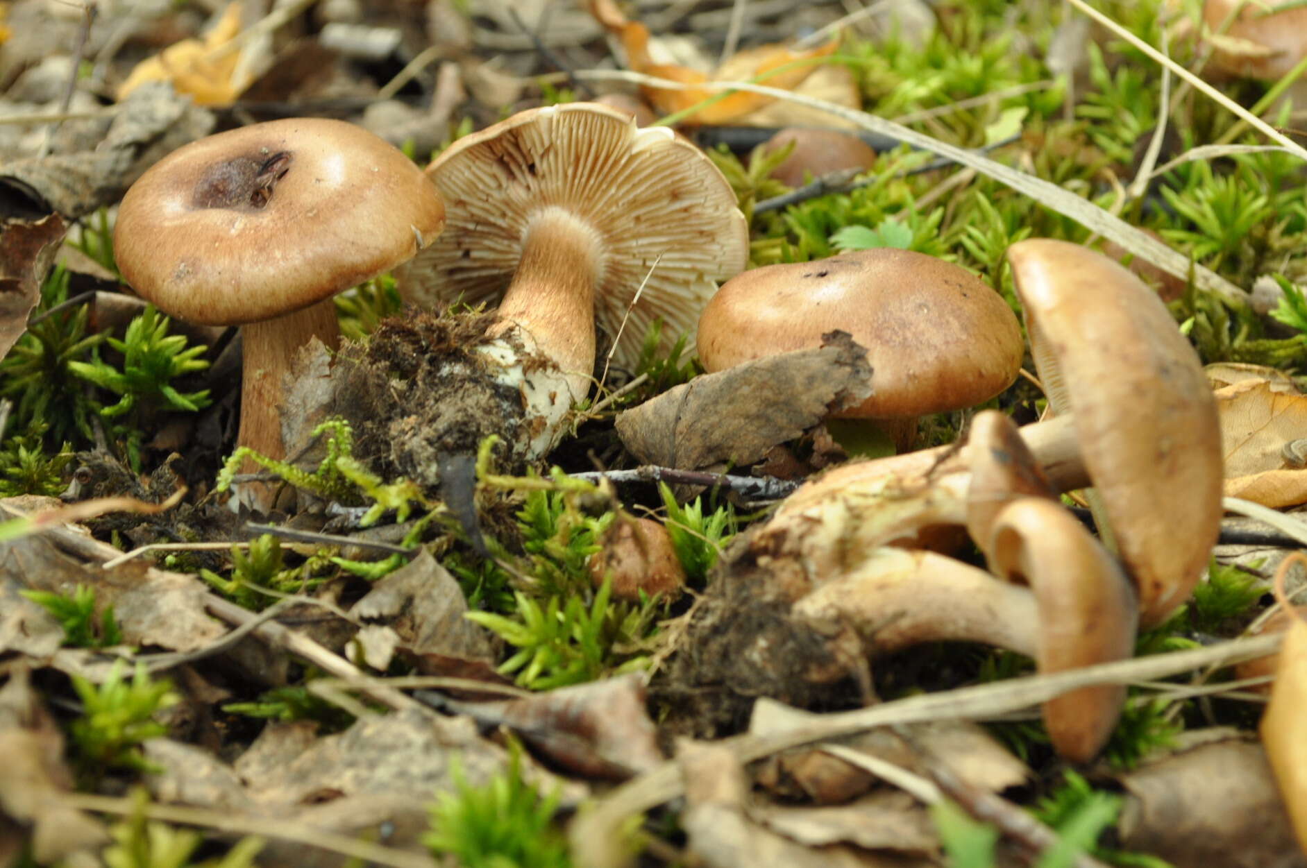 Image of Tricholoma populinum J. E. Lange 1933