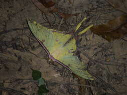 Image of Actias sinensis subaurea Kishida 1993