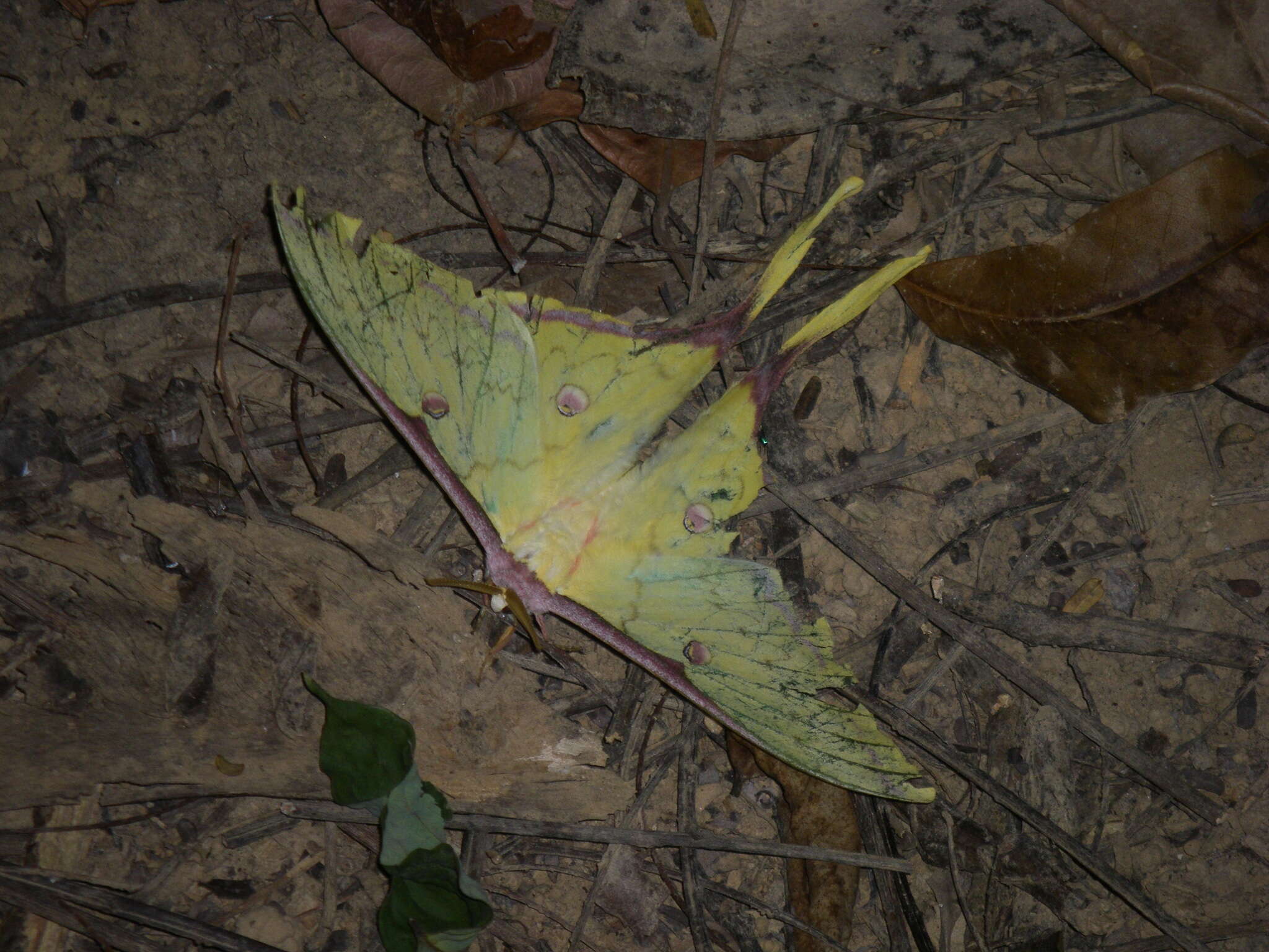 Image of Actias sinensis subaurea Kishida 1993