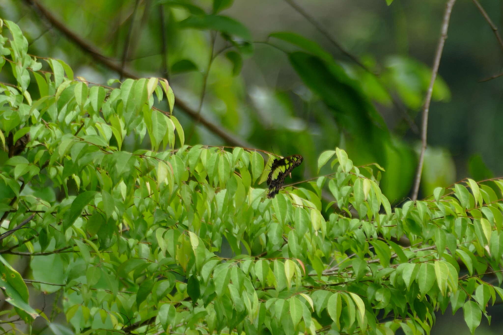 Sivun Graphium tynderaeus (Fabricius 1793) kuva