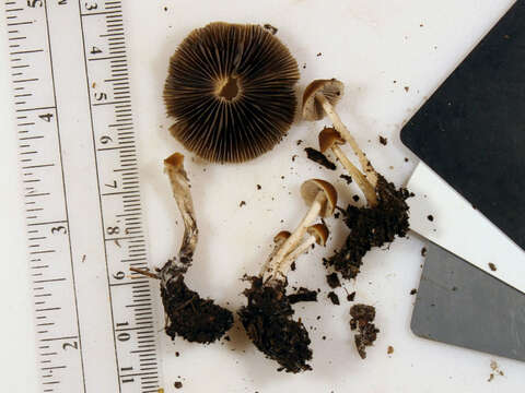 Image of Psathyrella amarescens Arnolds 2003