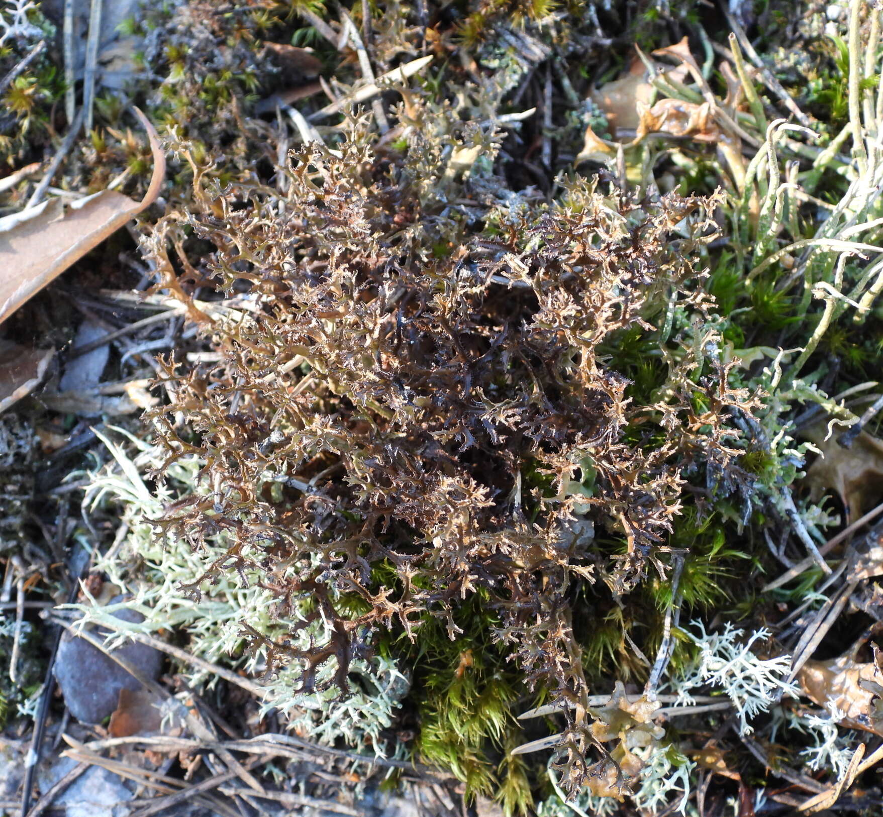 Image of cetraria lichen