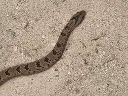 Image of Spotted Night Adder