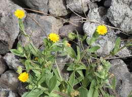 Image of field marigold