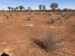 Слика од Eragrostis australasica (Steud.) C. E. Hubb.