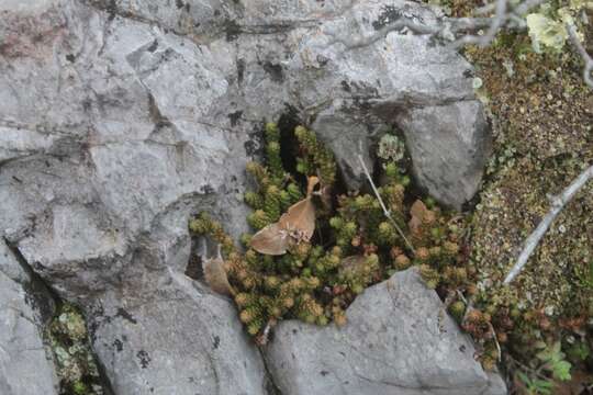 Image of Sedum catorce G. L. Nesom