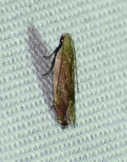 Image of Anacampsis paltodoriella Busck 1903