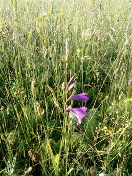 Image of Turkish Marsh Gladiolus