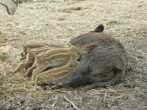 Imagem de Sus scrofa scrofa Linnaeus 1758