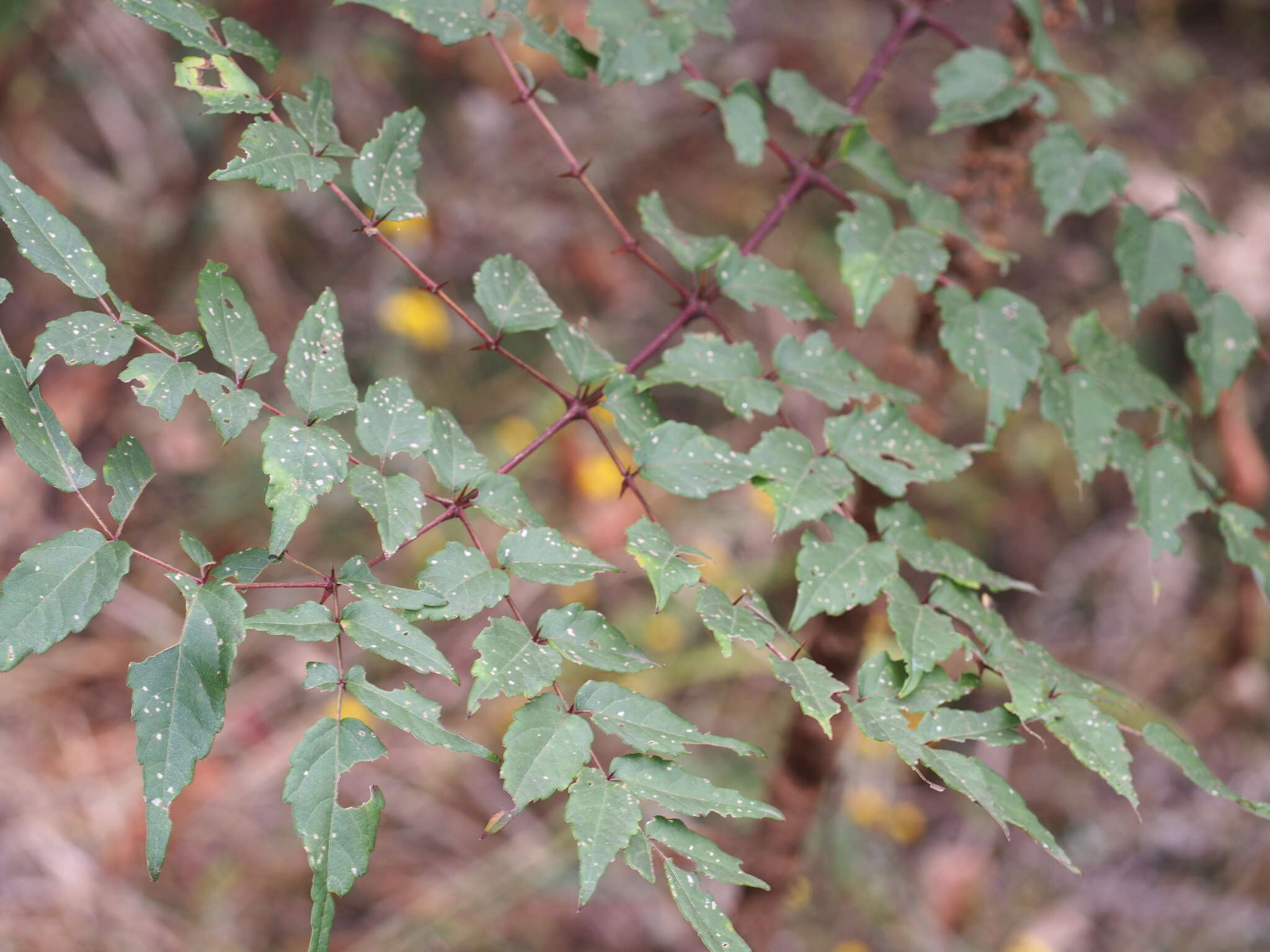 Image de Aralia bipinnata Blanco