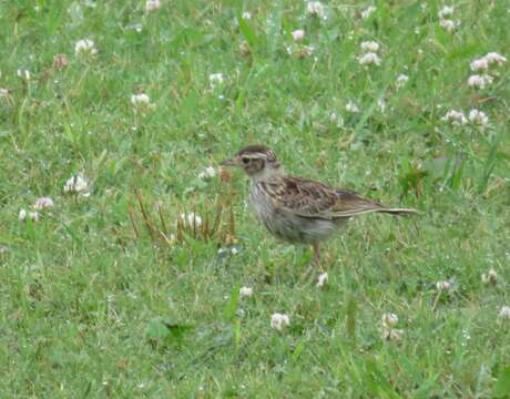 Image of Japanese Skylark