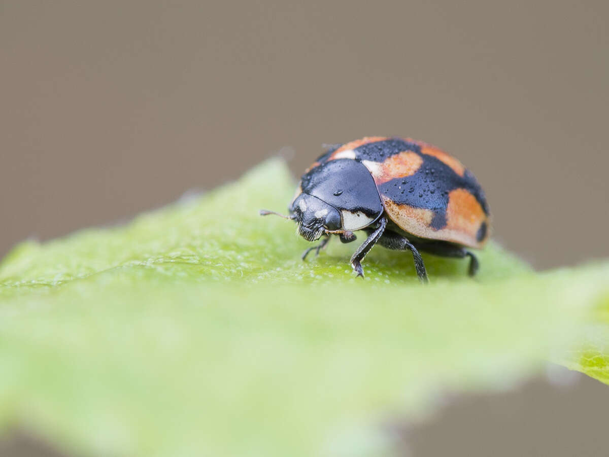 Image of hieroglyphic ladybird