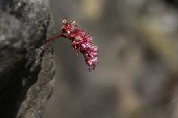 Image of Bergenia ciliata (Haw.) Sternb.