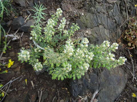 Image of Reseda jacquinii Rchb.