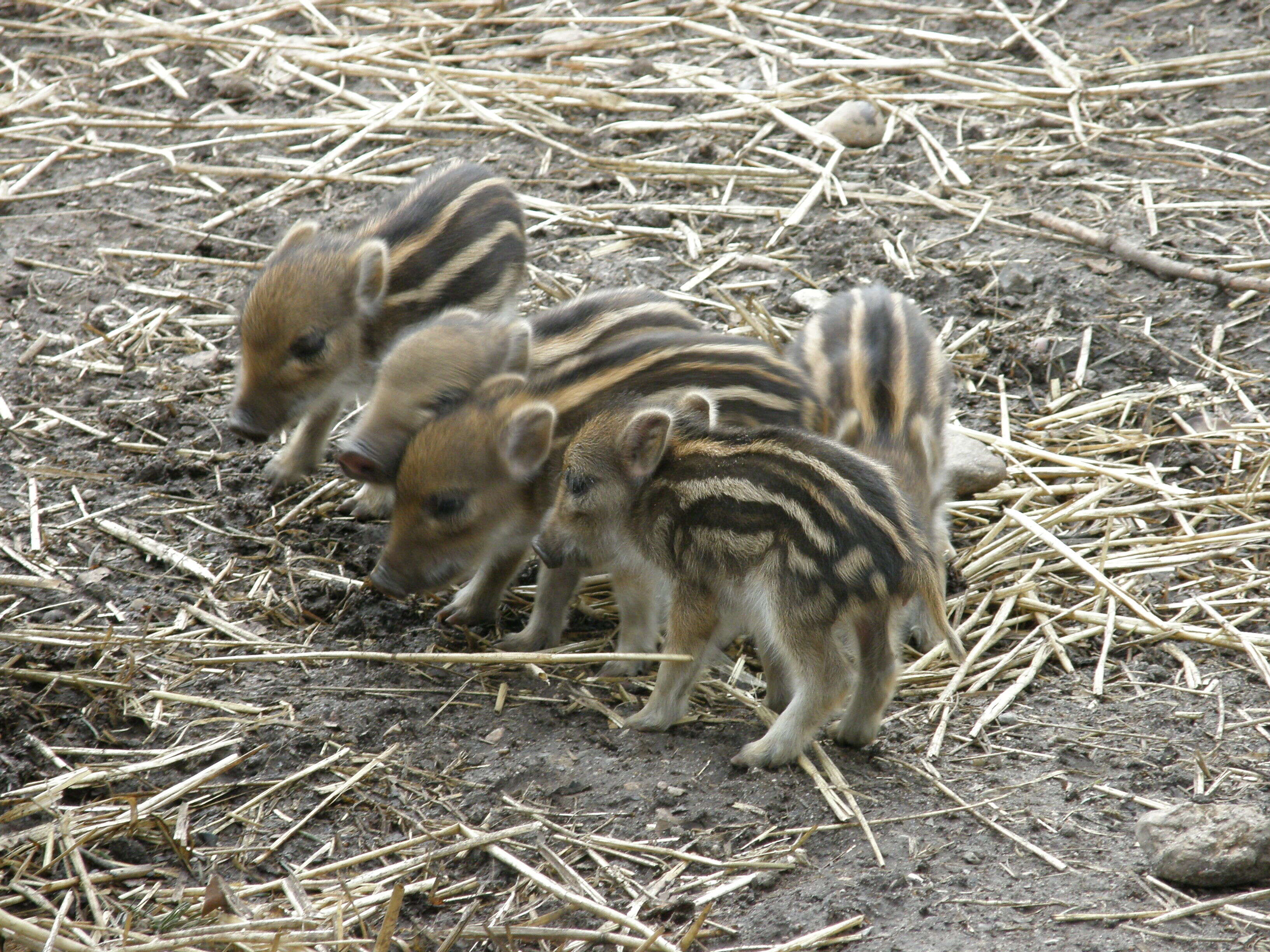 Imagem de Sus scrofa scrofa Linnaeus 1758