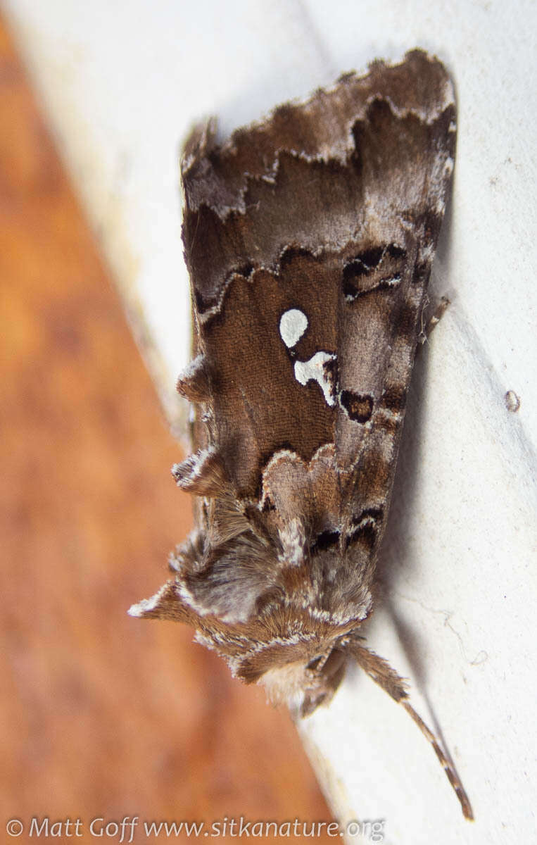 Image de Autographa corusca Strecker 1885