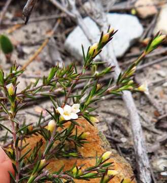 Image of Lachnaea filicaulis (Meissn.) J. B. P Beyers