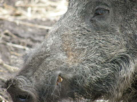 Imagem de Sus scrofa scrofa Linnaeus 1758