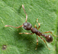 Image of Myrmica punctiventris Roger 1863