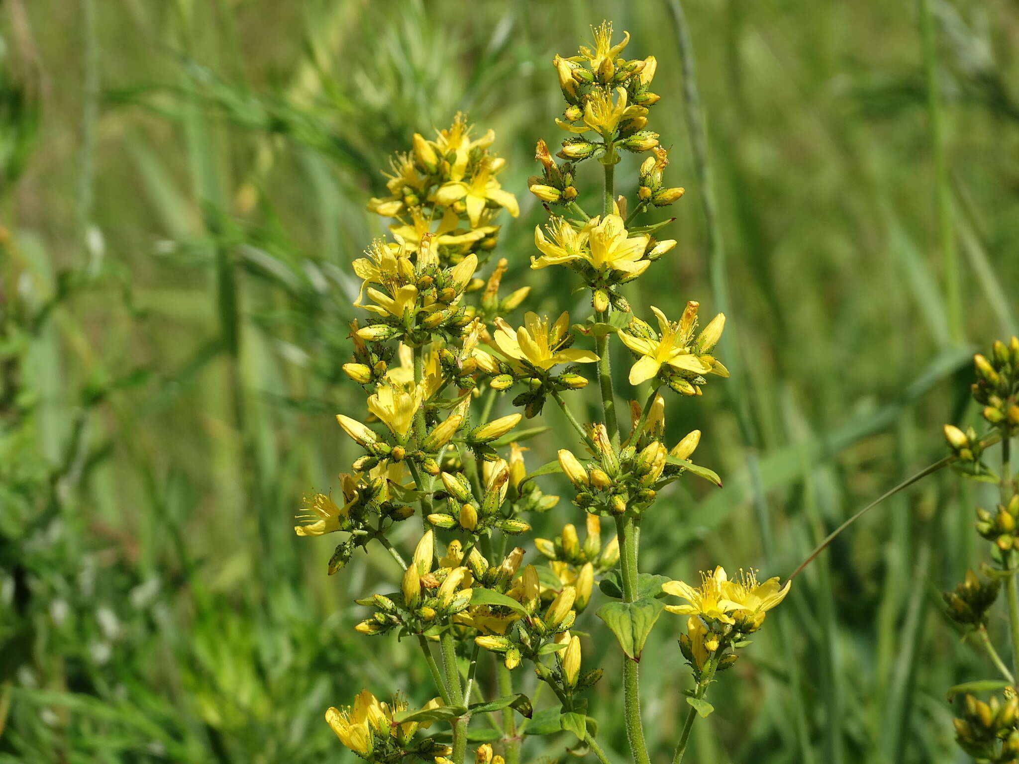 Image de Millepertuis herisse