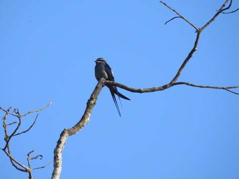 Image of Moustached Treeswift