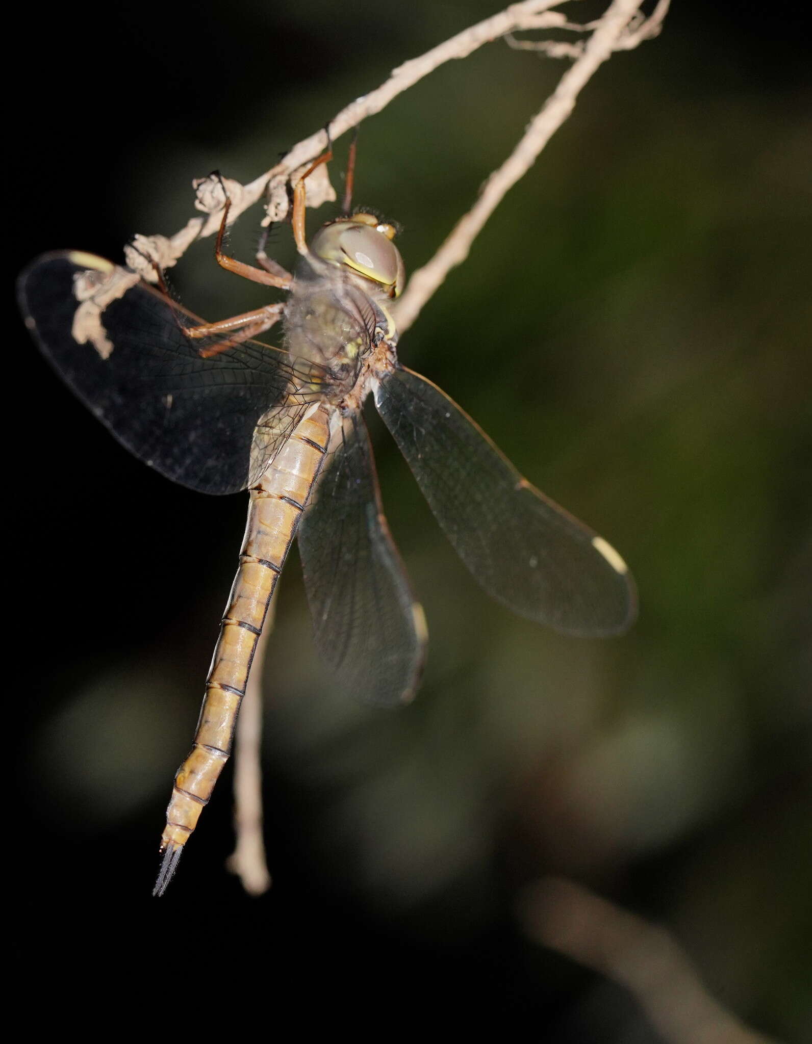 Imagem de Apocordulia macrops Watson 1980