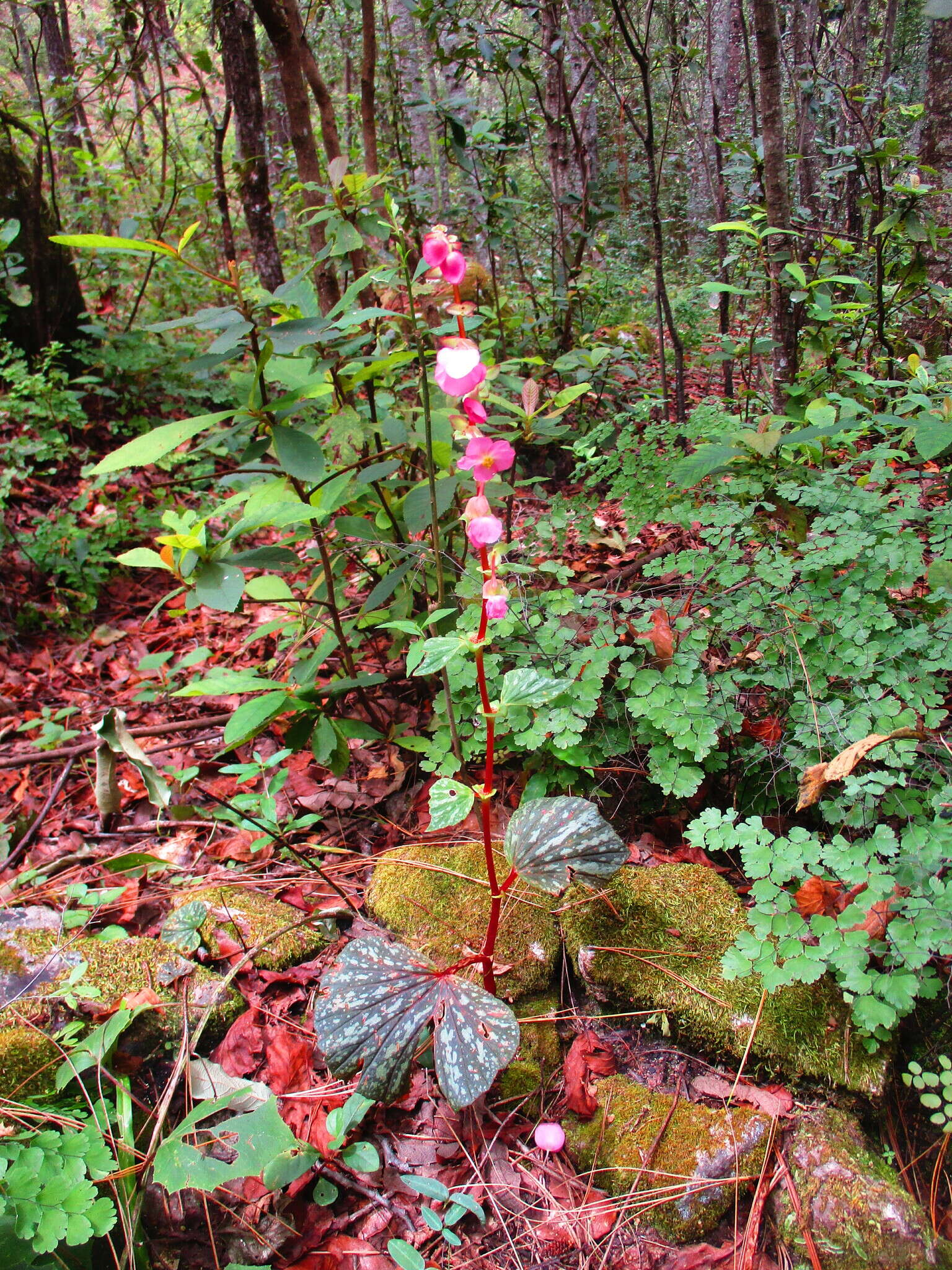 Image of Begonia tapatia Burt-Utley & McVaugh