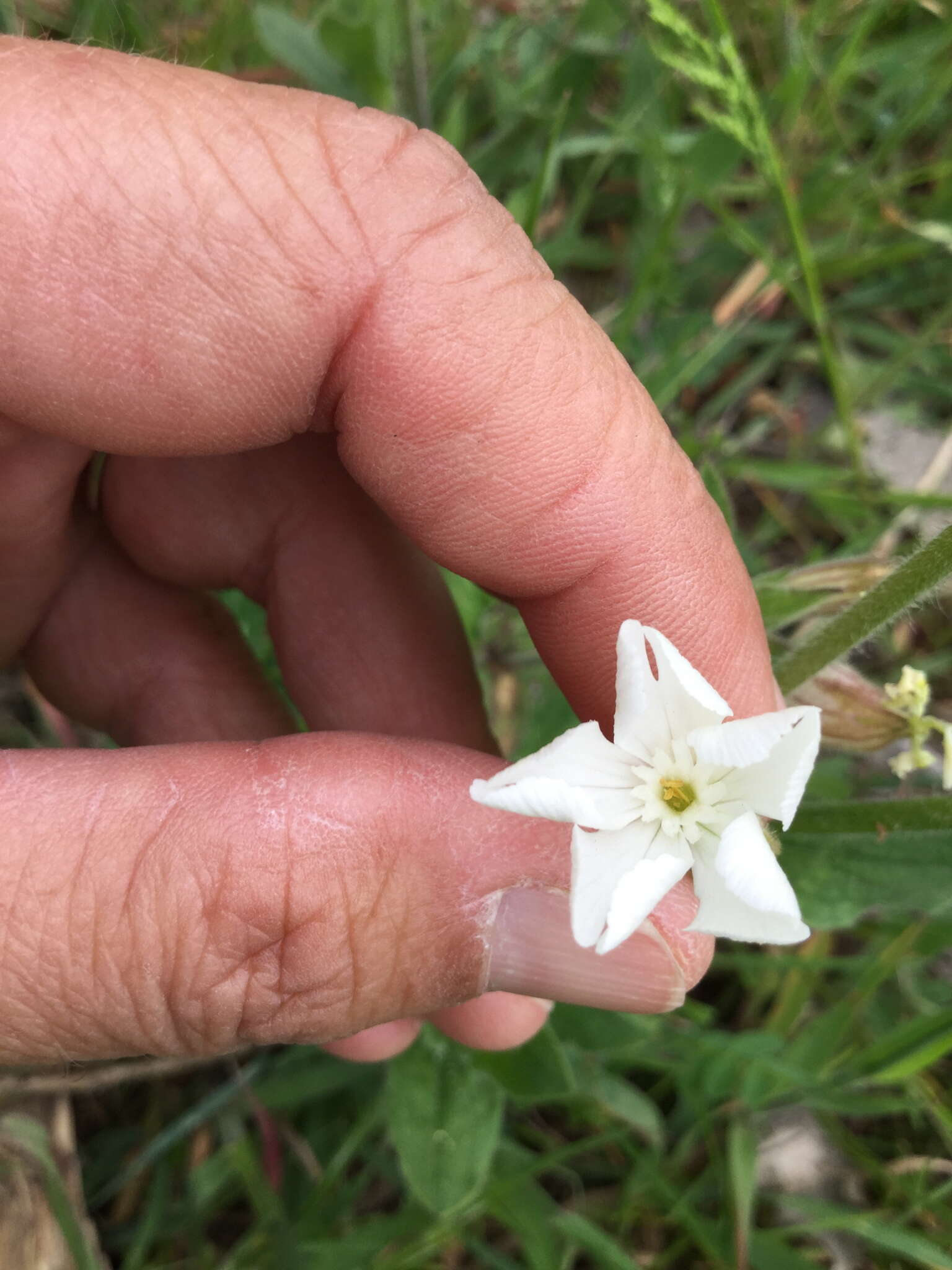 Imagem de Silene latifolia Poir.