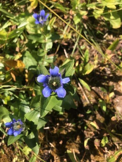 Image of Parry's gentian