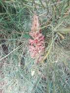 Image of greater broomrape