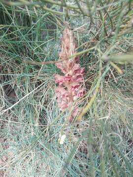 Image of greater broomrape